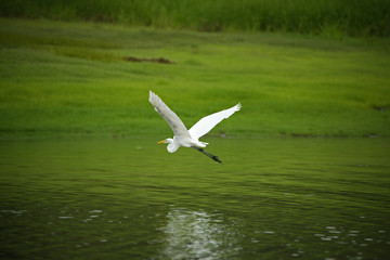 Bird on the river side