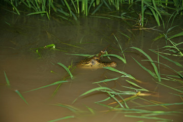 Crocodile in the water