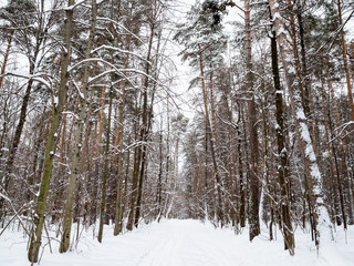snowy road in snow-covered city park