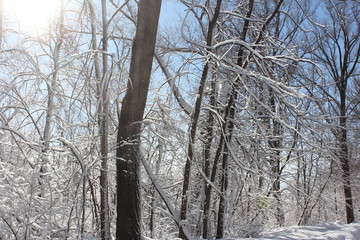 winter, snow, tree, forest, cold, landscape, nature, trees, frost, ice, white, park, sky, season, woods, blue, frozen, road, branch, path, scene, january, birch, snowy, wood, лес зима лошадь, day, fie