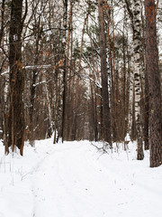 Fototapeta premium snow-covered path in city park in winter