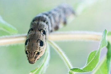 Raupe des Mittleren Weinschwärmers