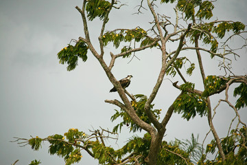 falcon looking out on the tree