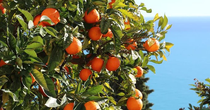 Ripe Mandarin Oranges Growing On A Tree, Blue Color Of The Mediterranean Sea In The Background, French Riviera, Europe - DCi 4K Video
