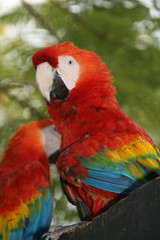Obraz na płótnie Canvas Parrot close up 