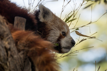 Panda rojo subido a un árbol