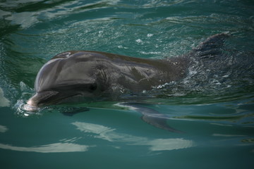 Fototapeta premium dolphin in the water