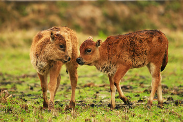 Fototapeta premium two calves in a field playing close together