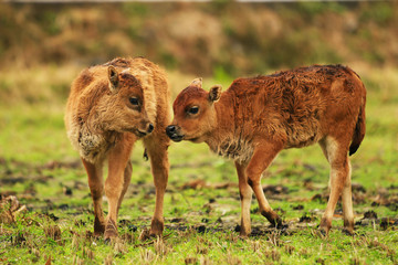 two calves in a field playing close together