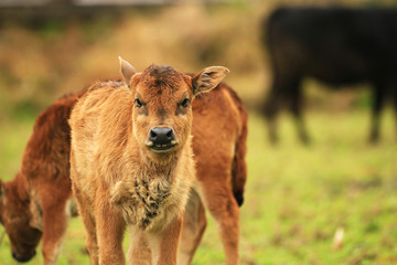 A calfA calf looking at camera grazing in a field