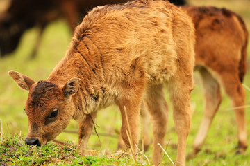Fototapeta premium A calf grazing in a field