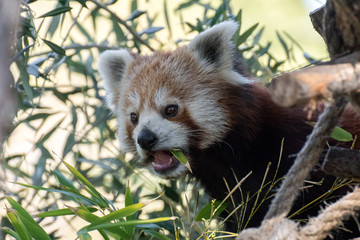Fototapeta premium Panda rojo subido a un árbol