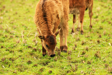 two calves grazing in the field