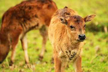 a calf looking at camera