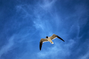 Sesgull flying high the cloudy blue sky at the beech