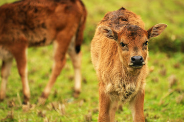 a calf looking at camera