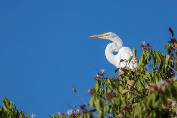 Great egret