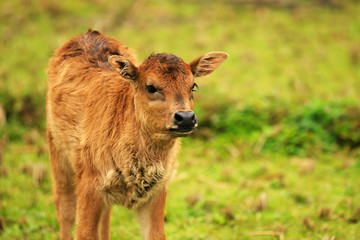 a calf looking at camera