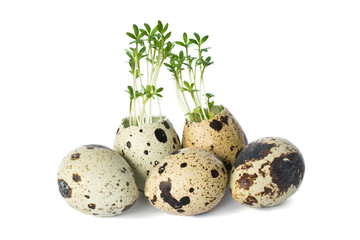 Obraz premium The concept of healthy eating. Growing micro-greens cress salad in quail egg. Isolated on white background.