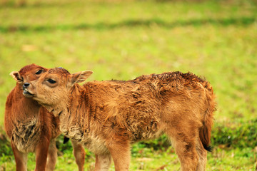 Fototapeta premium two calves in a field playing close together
