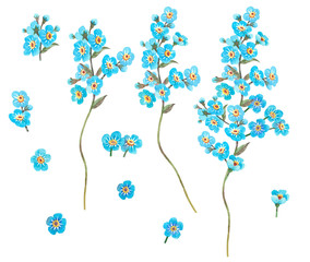 Set of watercolor sketches of sky-blue forget-me-not flowers on white background for spring and summer romantic design.