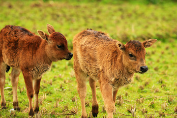 two calves in a field playing close together