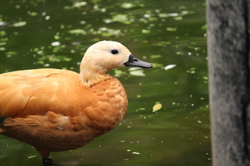 duck on water