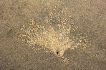 black crab den in gray sand. natural surface texture