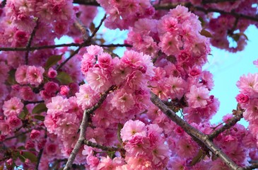 Flowering Japanese cherry on a branch in the month of may.