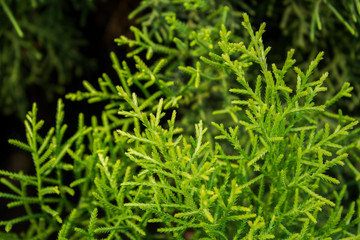 green flower branches close up on blurred background. thuja. juniper. cypress