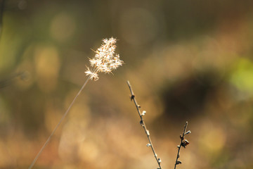 Fototapeta premium Weeds that grow outdoors in winter
