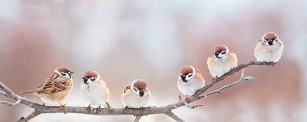 beautiful little birds are sitting next to each other on a branch in a Sunny spring Park and chirping merrily