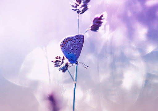 small blue butterfly sits on a summer gentle Sunny meadow in pastel colors and lilac light