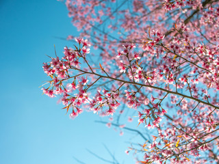 Beauty cherry blossom blooming on blue sky.