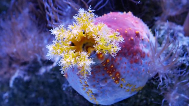 Colorful and round sea cucumber (sea apple). Class Holothuroidea. Close up