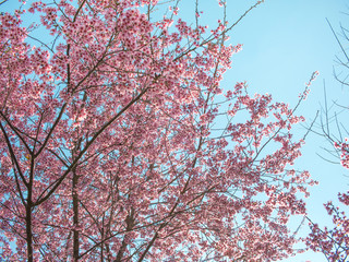 Pink cherry blossom on blue sky.