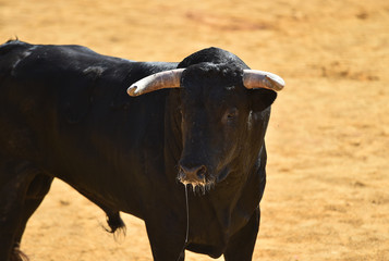 spanish bull in bullring