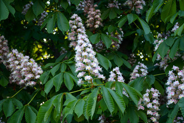 Chestnut flowers, chestnut, white, flower, background, spring, green, tree, summer, park, flowering, nature, plant