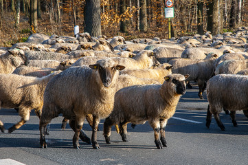 Schafe Lamm Wolle Mutterschaf Heidschnucken frei Lüneburger Heide Herde