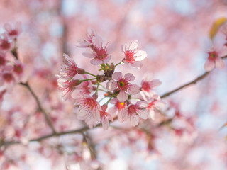 Sakura cherry blossom flowers on branch with pink blurry background.