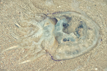 Jellyfish lying on a sandy beach