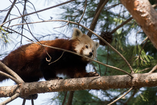 Panda rojo trepando a un arbol