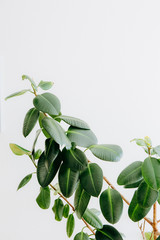 ficus green large leaves white background