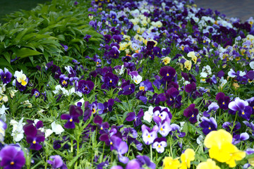 pansy, flower, pansies, garden, spring, purple, flowers, nature, beauty, viola, summer, white, blue, bloom, pattern, yellow, violet, floral, plant,