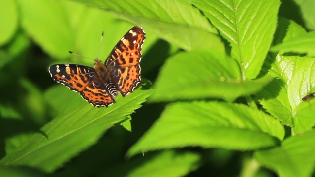 beautiful butterfly sits on succulent green leaves