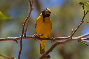Bright yellow village weaver (Ploceus cucullatus) on a tree branch on natural blurred background, Mauritius island. Selective focus.