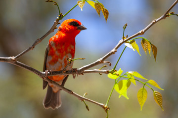 Bright Red Fody (Foudia madagascariensis) on a tree branch on natural blurred background, Mauritius island. Selective focus.