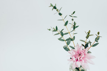 Obraz na płótnie Canvas pink flowers on white background