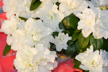 white azalea flower