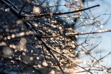 bokeh bubbles from water drops in tree branches on a sunny day - image